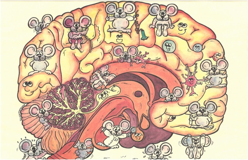 drawing of cartoon mice and a brain from Aryeh's office